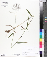 Panicum dichotomum image