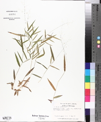 Panicum dichotomum image