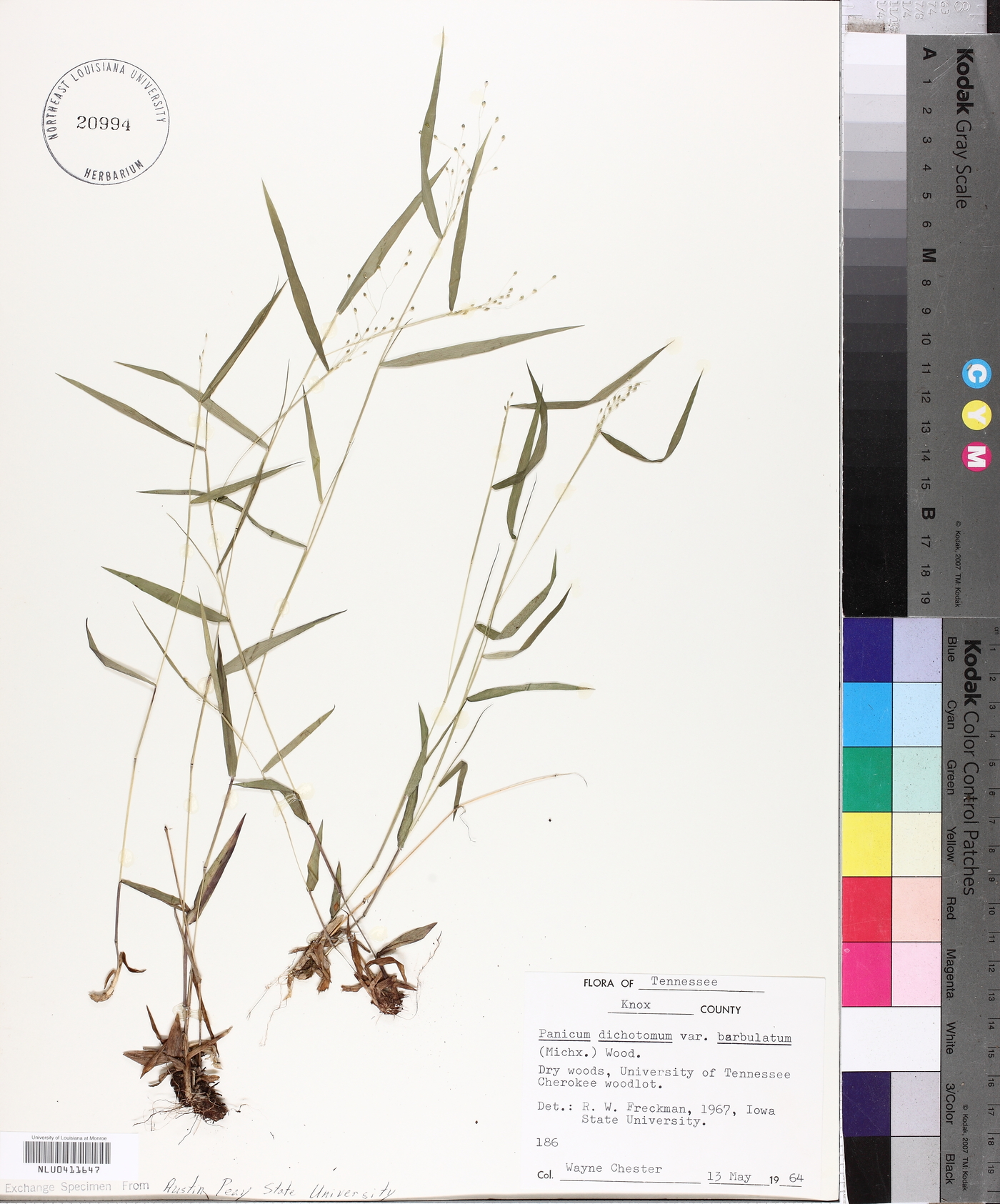 Panicum dichotomum var. barbulatum image