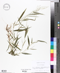 Panicum dichotomum image