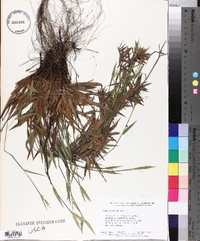 Panicum dichotomum image