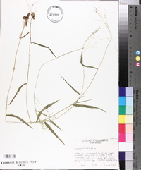 Panicum dichotomum image