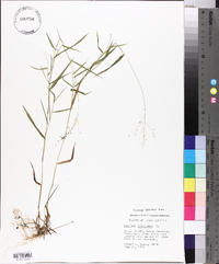 Panicum dichotomum image