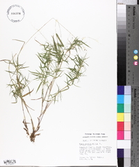 Panicum dichotomum image