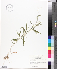 Panicum dichotomum image