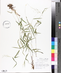 Panicum dichotomum image