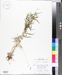 Panicum dichotomum image