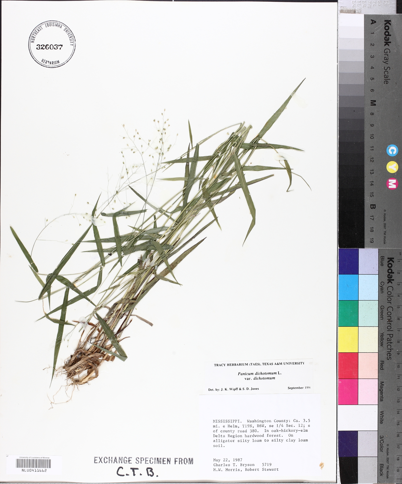 Panicum dichotomum var. dichotomum image