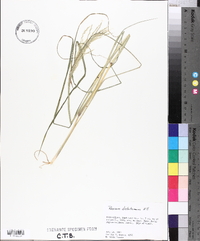 Panicum dichotomum image