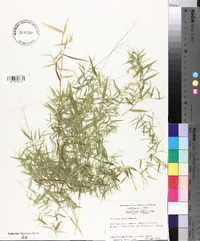 Panicum dichotomum image