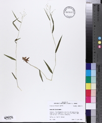 Panicum dichotomum image