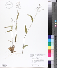 Panicum dichotomum image