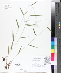 Panicum dichotomum image