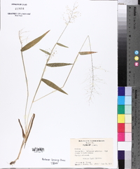 Panicum dichotomum image