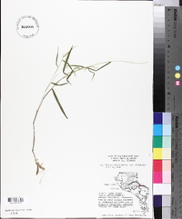 Panicum dichotomum image