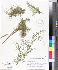 Panicum dichotomum image