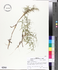 Panicum dichotomum image