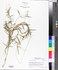 Panicum dichotomum image