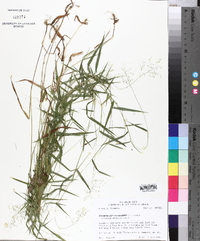 Panicum dichotomum image