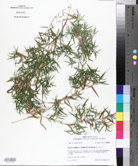 Panicum dichotomum image