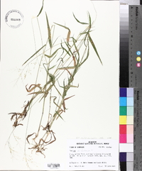 Panicum dichotomum image