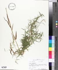 Panicum dichotomum image