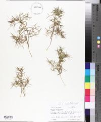 Panicum dichotomum image