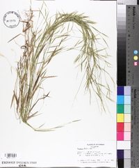 Panicum dichotomum image
