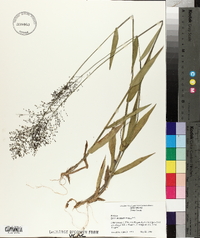 Panicum sphaerocarpon image