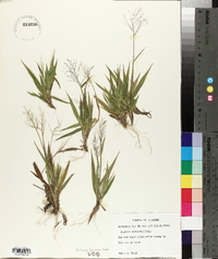 Panicum strigosum image