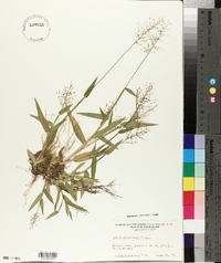 Panicum sphaerocarpon image