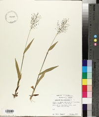 Panicum sphaerocarpon image