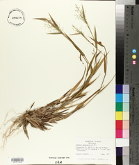 Panicum sphaerocarpon image