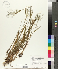 Panicum sphaerocarpon image