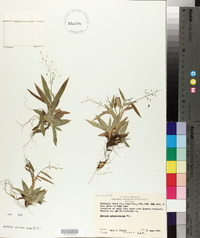 Panicum sphaerocarpon image