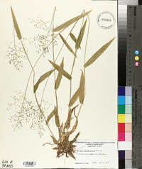 Panicum sphaerocarpon image