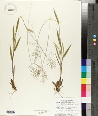 Panicum sphaerocarpon image