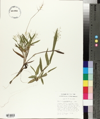 Panicum sphaerocarpon image