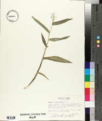 Panicum sphaerocarpon image