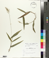 Panicum sphaerocarpon image