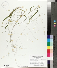 Kellochloa verrucosa image