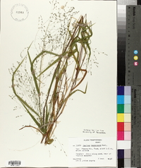 Kellochloa verrucosa image