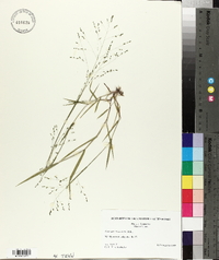 Kellochloa verrucosa image