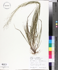 Panicum hallii image