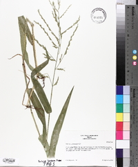 Panicum gymnocarpon image