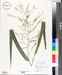 Panicum gymnocarpon image