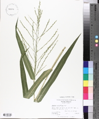 Panicum gymnocarpon image