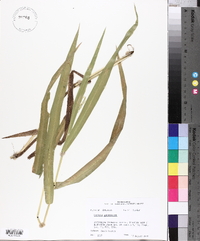 Panicum gymnocarpon image