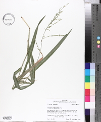 Panicum gymnocarpon image