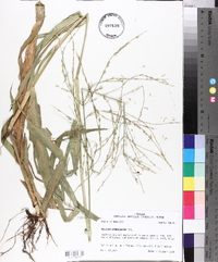 Panicum gymnocarpon image